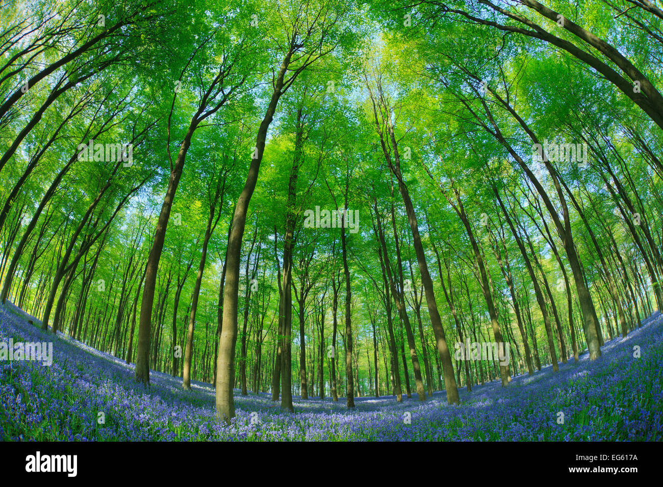 Vista fisheye del tappeto di Bluebells (Endimione nonscriptus) in faggio (Fagus sylvatica) bosco, Micheldever boschi, Hampshire, en Foto Stock