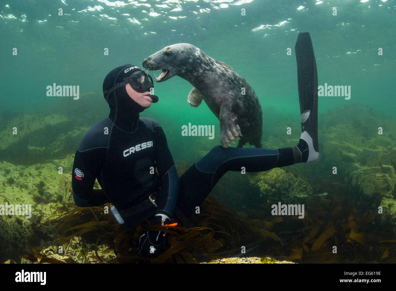 Giovani guarnizione grigio (Halichoerus grypus) giocando con snorkeller, farne Islands, Northumberland, England, Regno Unito, Luglio. Modello rilasciato. Foto Stock