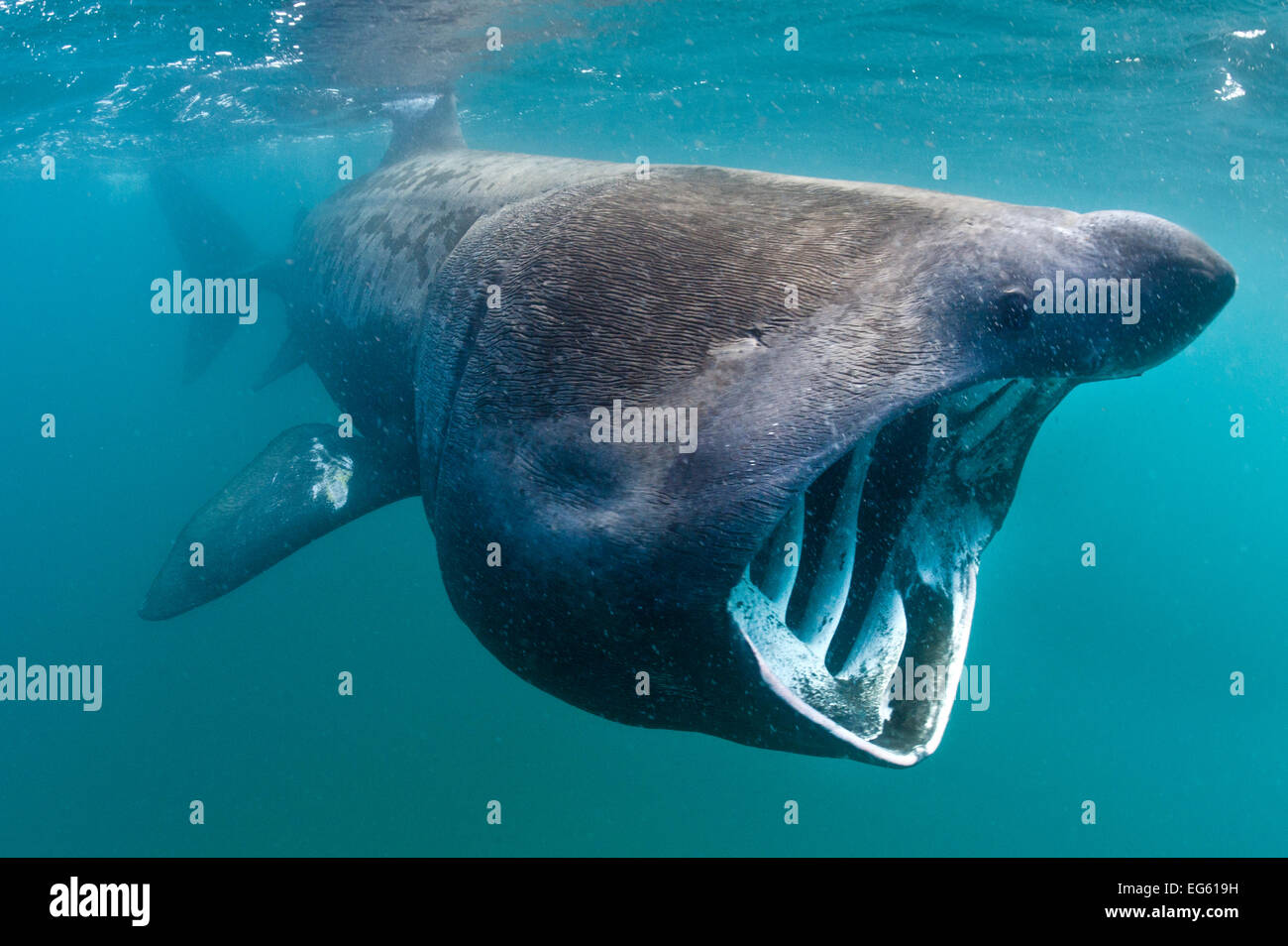 Lo squalo elefante (Cetorhinus maximus) alimentazione in acque aperte, Cornwall, England, Regno Unito, Giugno Foto Stock