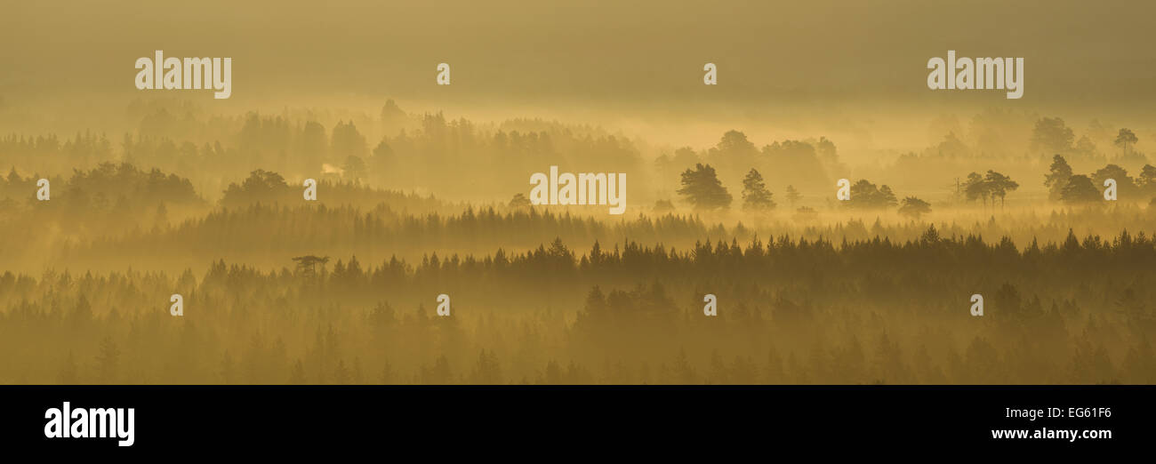 Foresta di Pini su nebbiosa mattina autunnale, Rothiemurchus foresta, Cairngorms National Park, Scozia Foto Stock