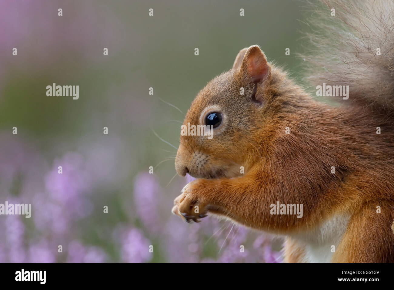 Red scoiattolo (Sciurus vulgaris) in fioritura heather. Inshriach Forest, Scozia, Settembre. Foto Stock