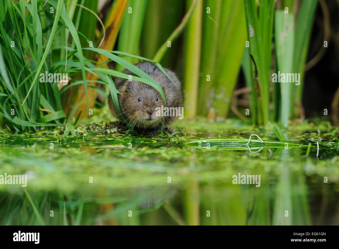 Acqua Vole (Arvicola amphibius / terrestris) foraggio dall'acqua. Kent, Regno Unito, Agosto. Foto Stock