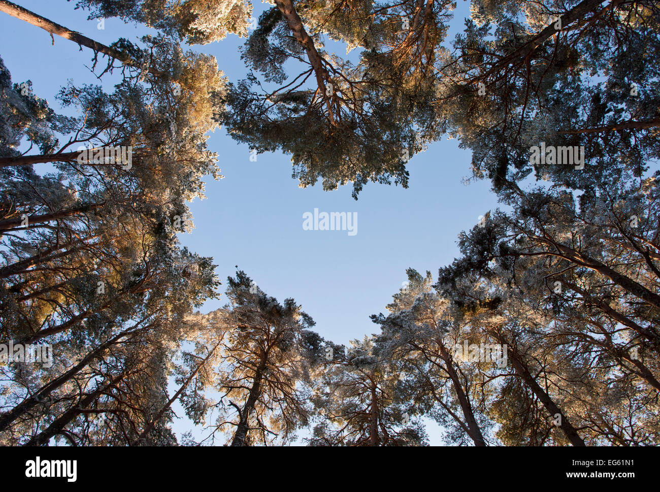 Guardando attraverso il baldacchino di Scot pini (Pinus sylvestris) bosco che mostra a forma di cuore ad apertura nella tettoia, Abernethy Foto Stock