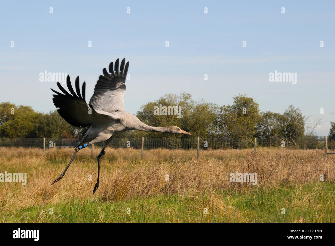 Ha recentemente rilasciato giovani Comune / gru eurasiatica (grus grus) lo sbarco entro una volpe a prova di rilascio iniziale enclosure, livelli di Somerset, Inghilterra, Regno Unito, Settembre 2012 Foto Stock