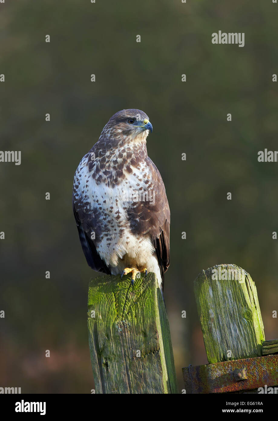 Comune poiana (Buteo buteo) arroccato su una porta post, Cheshire, Inghilterra, Regno Unito, dicembre. Foto Stock