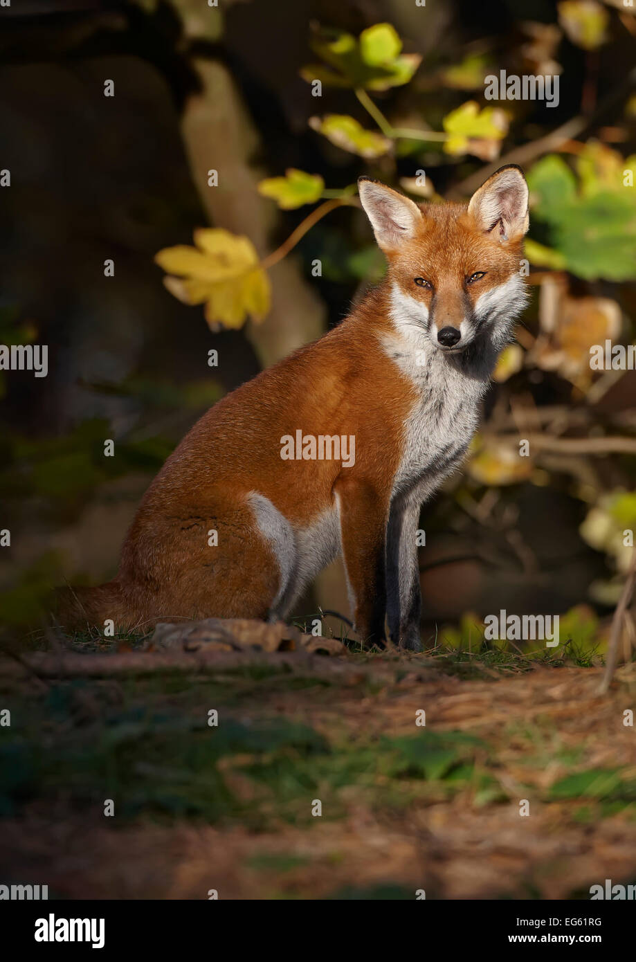 Red Fox (Vulpes vulpes vulpes) seduti nel bosco di latifoglie, Lancashire, Inghilterra, Regno Unito, novembre. Foto Stock