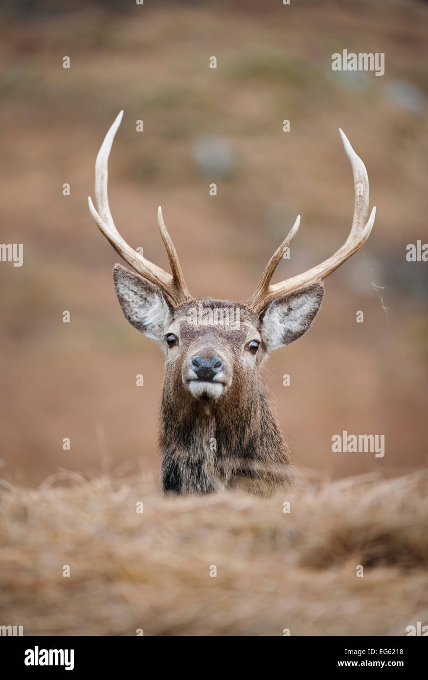 Ritratto di Cervo (Cervus elaphus) stag, Lochaber, West Highlands, Scozia, Febbraio Foto Stock