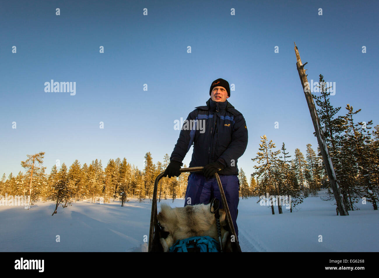 Un uomo su un cane di gite in slitta attraverso un paesaggio invernale nel nord Europa, Lapponia, Finlandia, Lapponia, Europa Foto Stock
