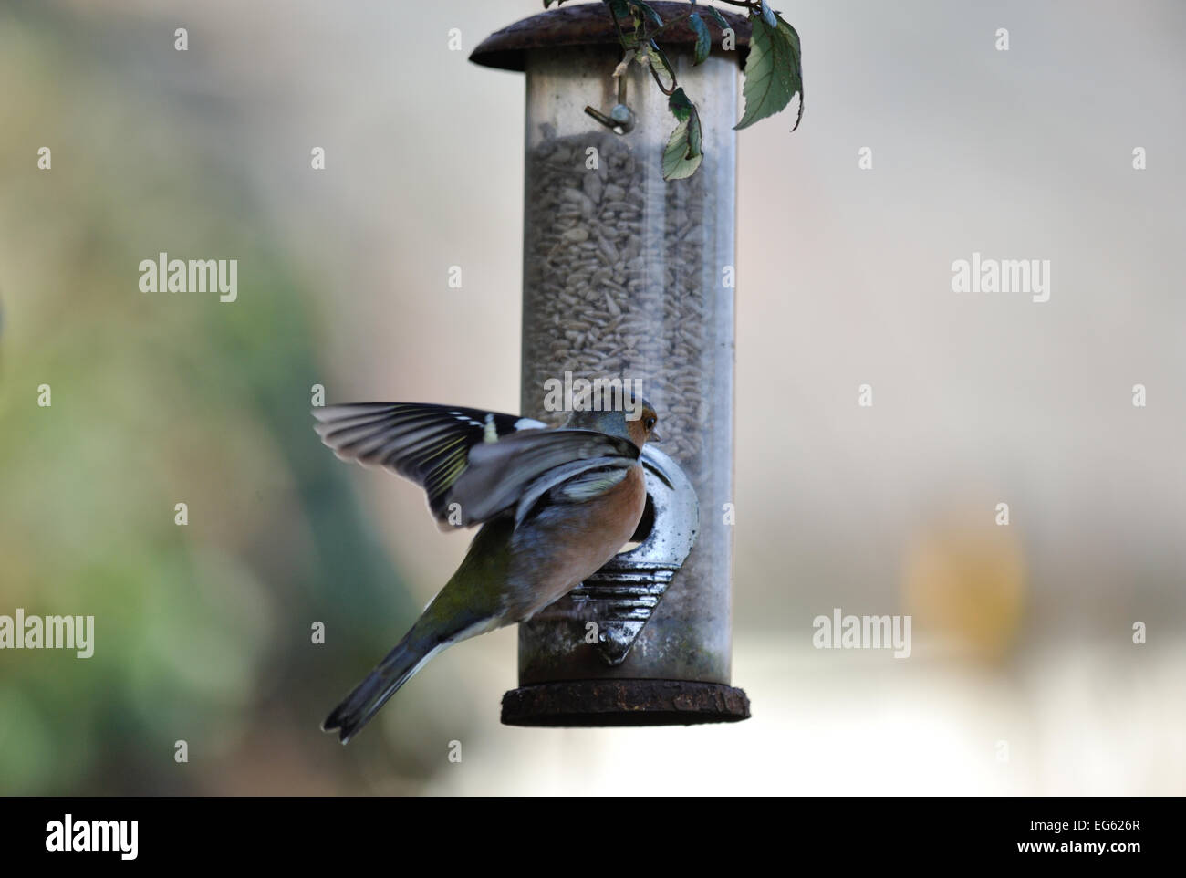 Fringuello mangiare semi sul giardino Bird Feeder Foto Stock