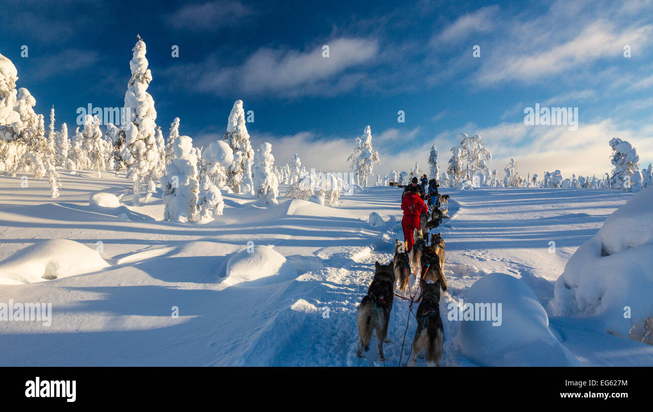 Sleighdog avventura in nel nord Europa, Lapponia, Finlandia, Lapponia, Europa Foto Stock
