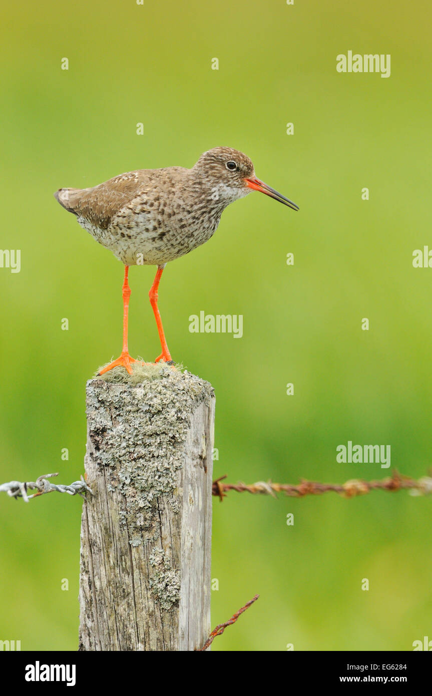 (Redshank Tringa totanus) appollaiato su un fencepost, vocalising, Balranald RSPB riserva, North Uist, Ebridi Esterne, Scozia, Giugno 2012. Foto Stock