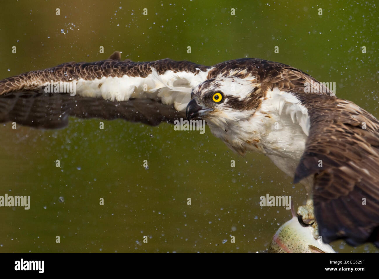Falco pescatore (Pandion haliaetus) pesca, Cairngorms National Park, Scozia, Luglio. Foto Stock