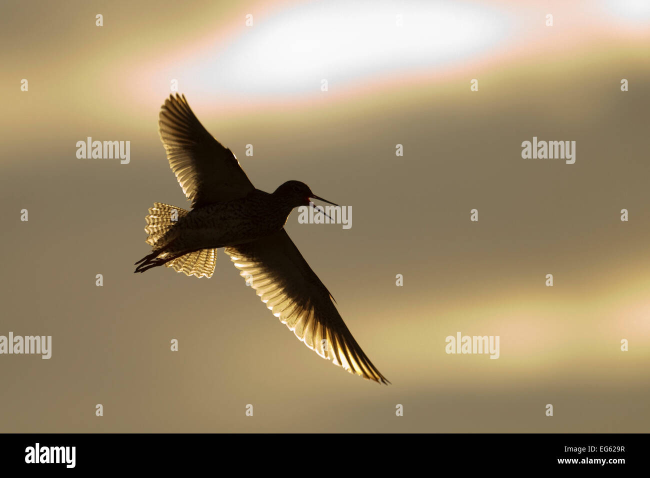 (Redshank Tringa totanus) chiamando in volo, Ebridi Esterne, Scozia, Giugno. Foto Stock