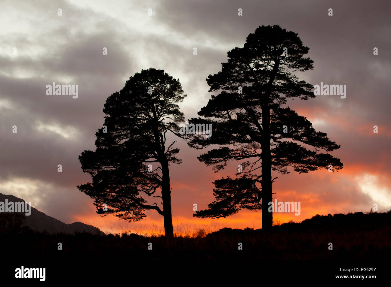 Due scozzesi pini (Pinus sylvestris) stagliano al tramonto, Glen Affric, Scotland, Regno Unito, ottobre 2012. Lo sapevate? L'abbaio di un pino silvestre albero può essere fino a 5 centimetri di spessore. Foto Stock