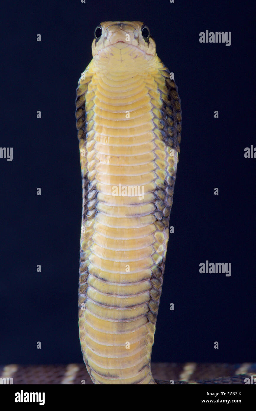 Cobra reale / Ophiophagus hannah Foto Stock