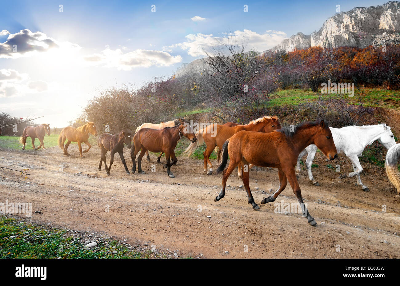 Allevamento di cavalli di marcia su strada in montagna Foto Stock
