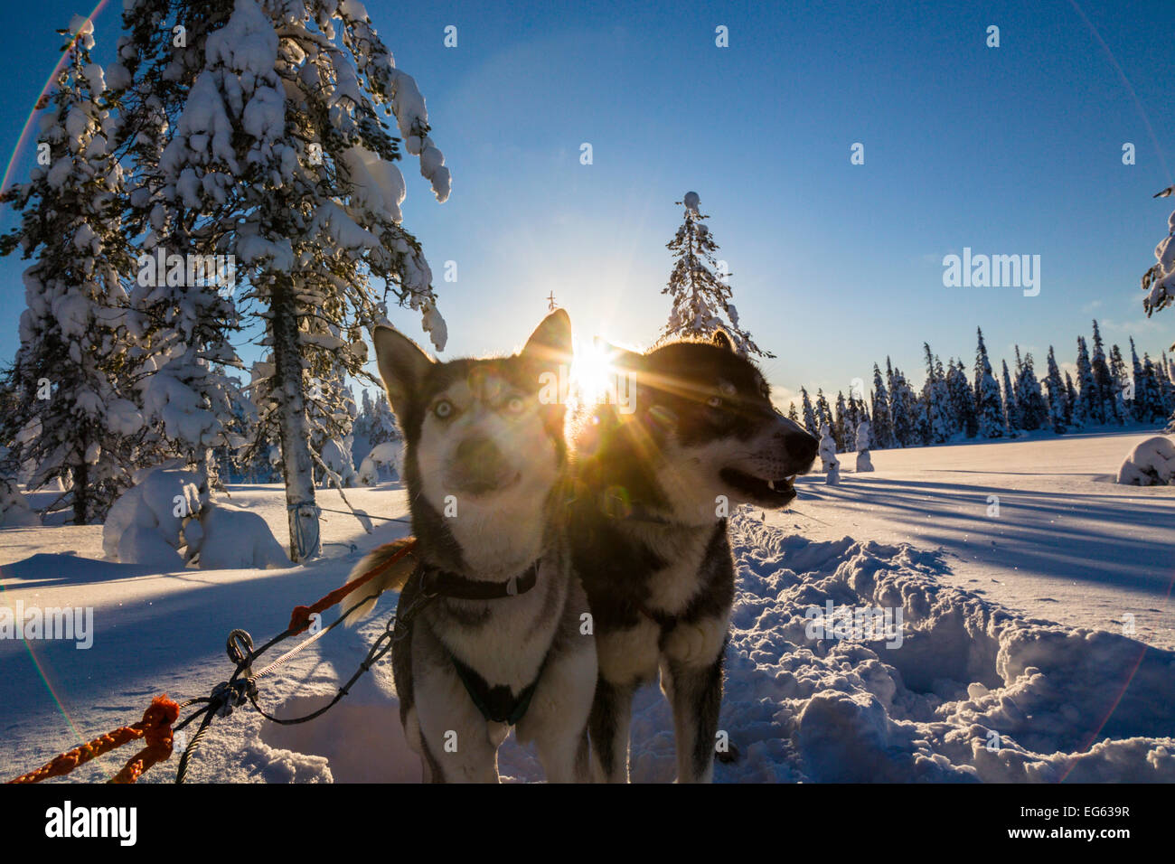 Huskies in Finlandia Foto Stock