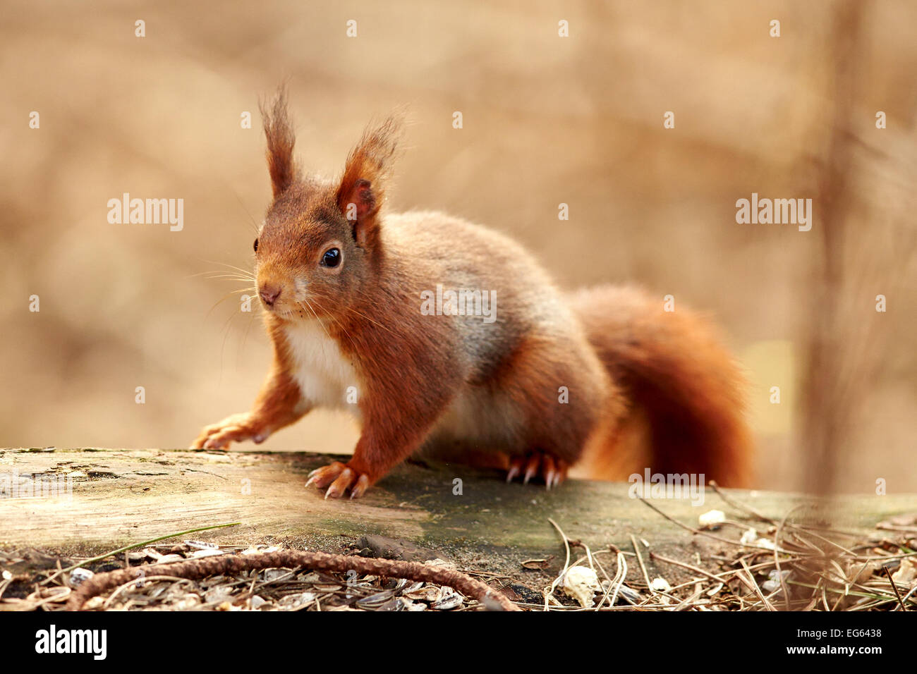 Eurasian scoiattolo rosso nel bosco (Sciurus vulgaris) Foto Stock