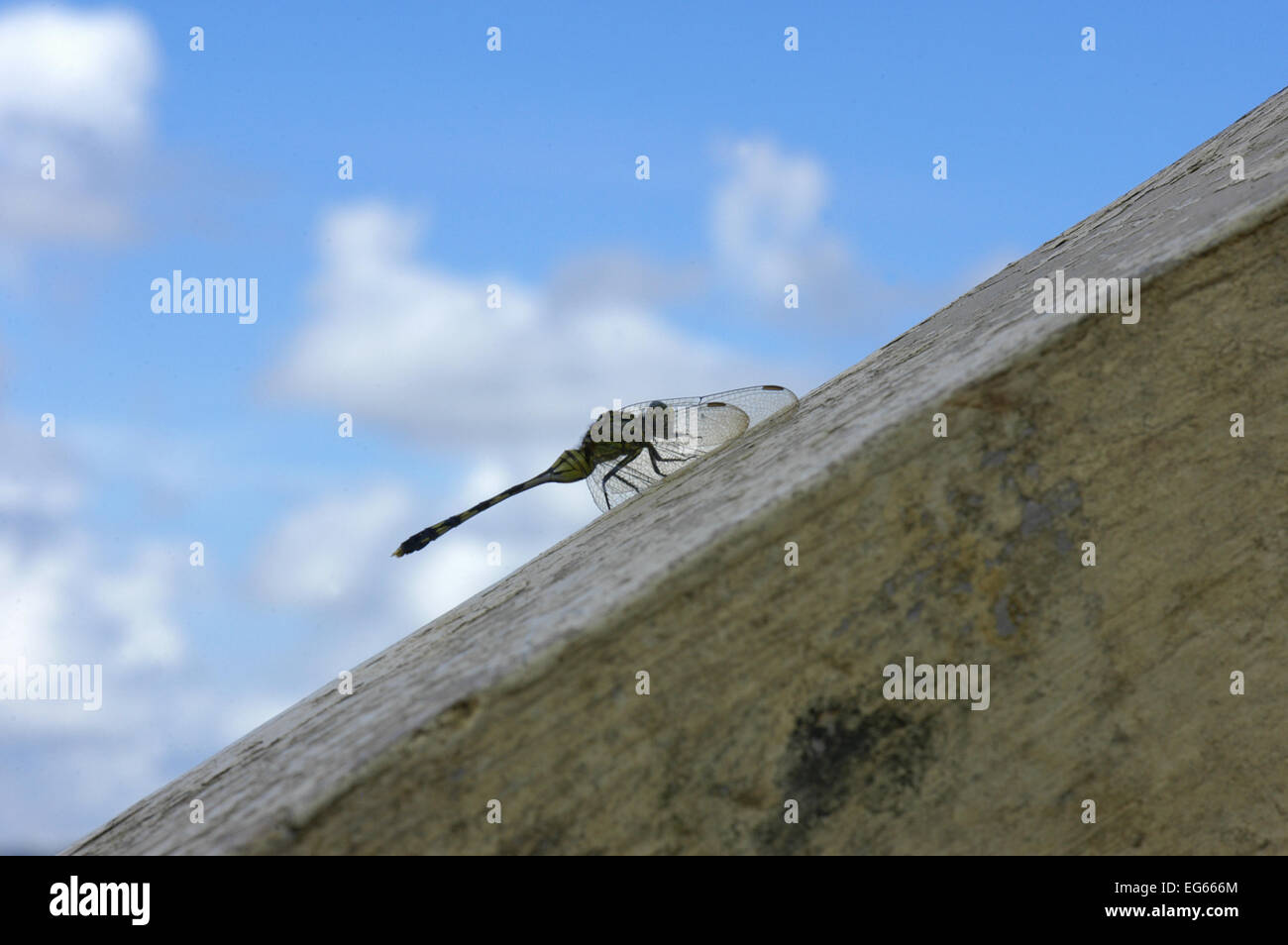 Dragon-fly in Montagne Colline di cioccolato. A Bohol. Il Visayas. Filippine. Le colline di cioccolato sono una formazione geologica in Boho Foto Stock