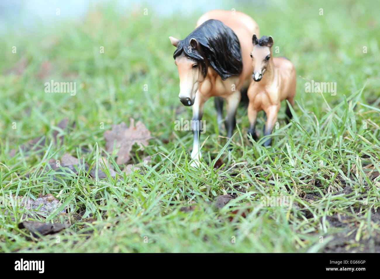 Un incorniciato e composto shot posizionata in modo diverso della madre e puledro come si cammina verso la telecamera. Still Life Fotografia Foto Stock