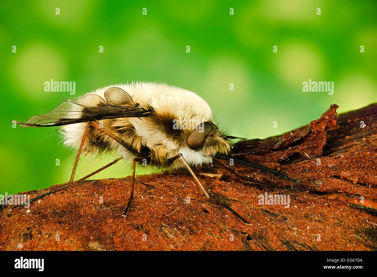 Focus impilati l immagine di un grande bee fly Bombylius major tutti di insetto è messa a fuoco Foto Stock