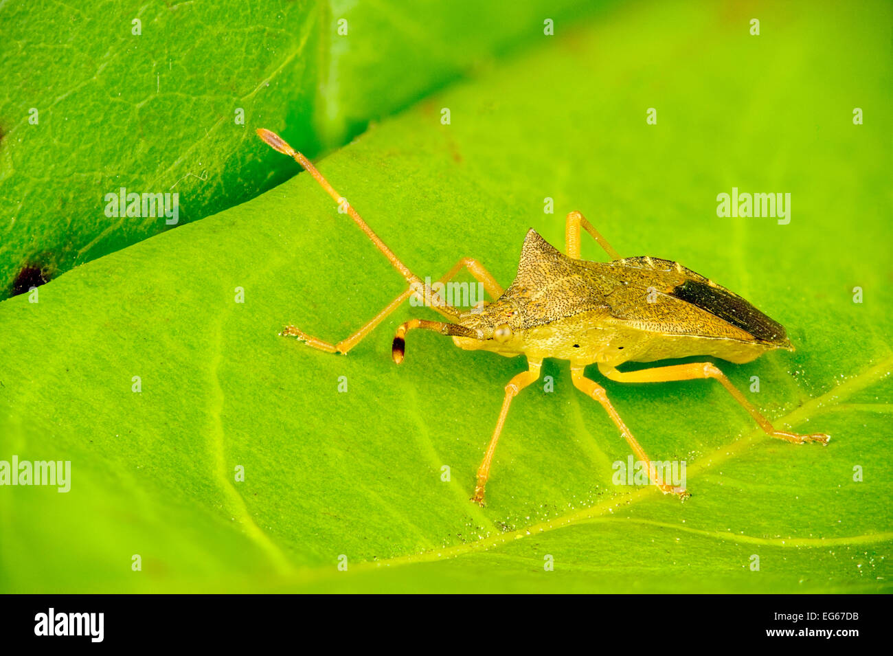 Schermo verde bug, Palomena prasina Foto Stock