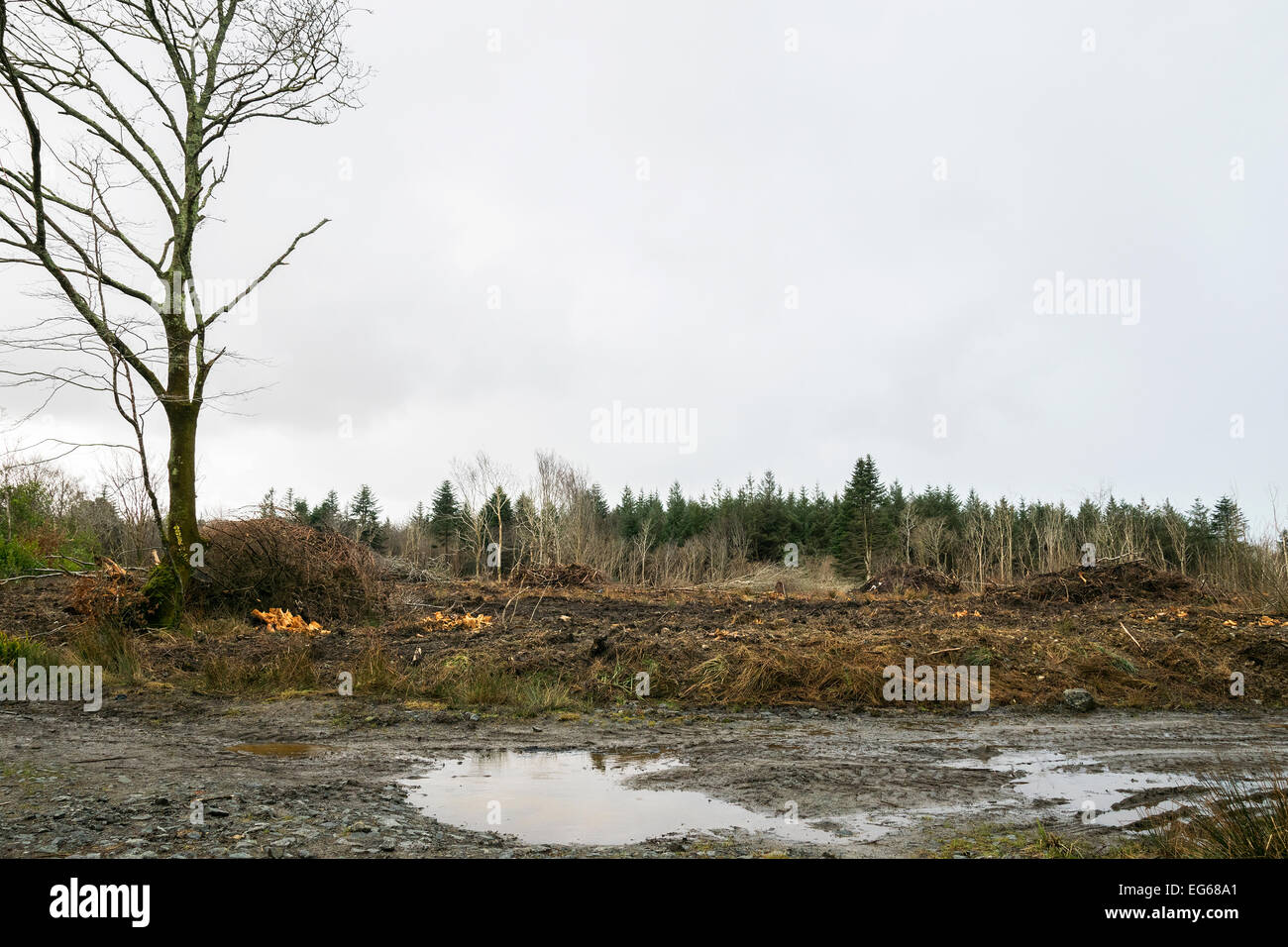 Una gestione forestale a regime in Cornwall, Regno Unito Foto Stock