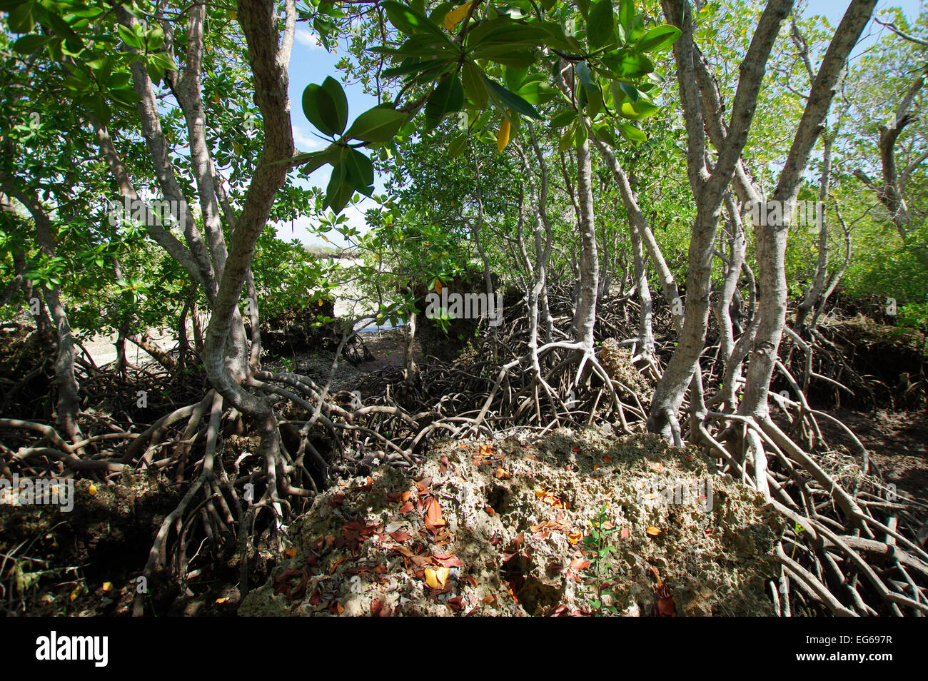 Mangrovie su Kwala Isola, Zanzibar Foto Stock