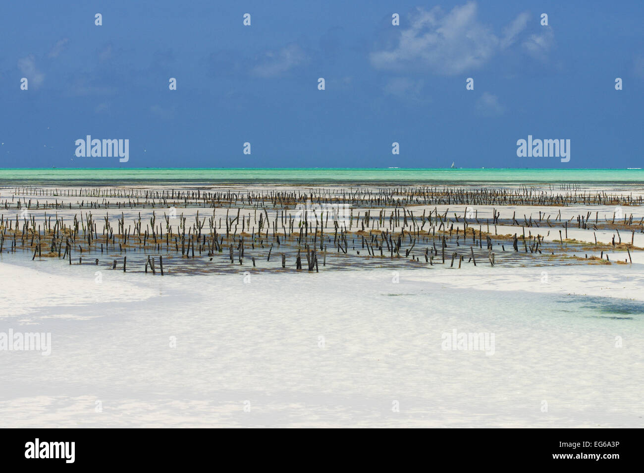 Allevamento di alghe marine a Zanzibar Foto Stock