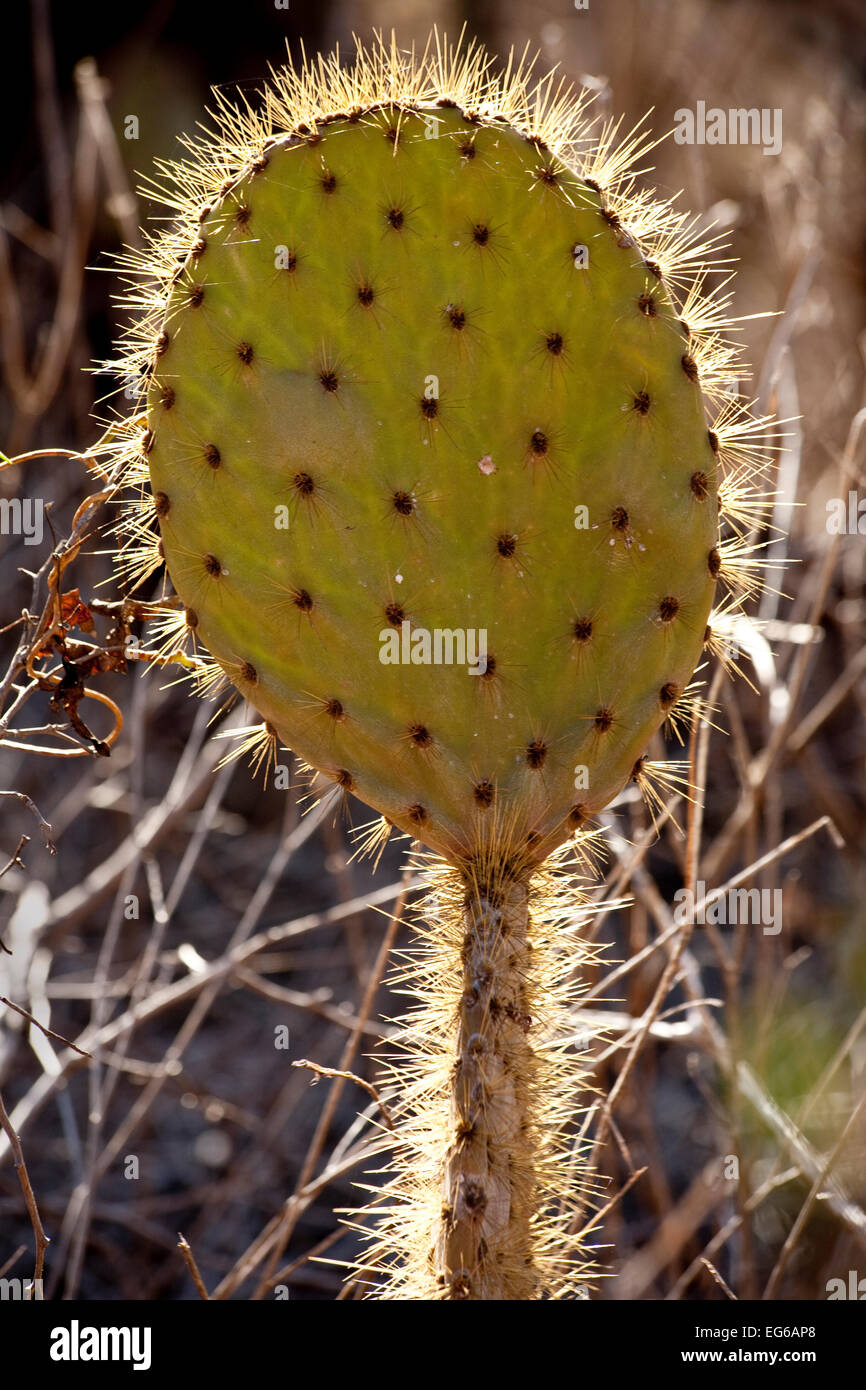 Retroilluminato cactus pungenti foglie delle Isole Galapagos Foto Stock