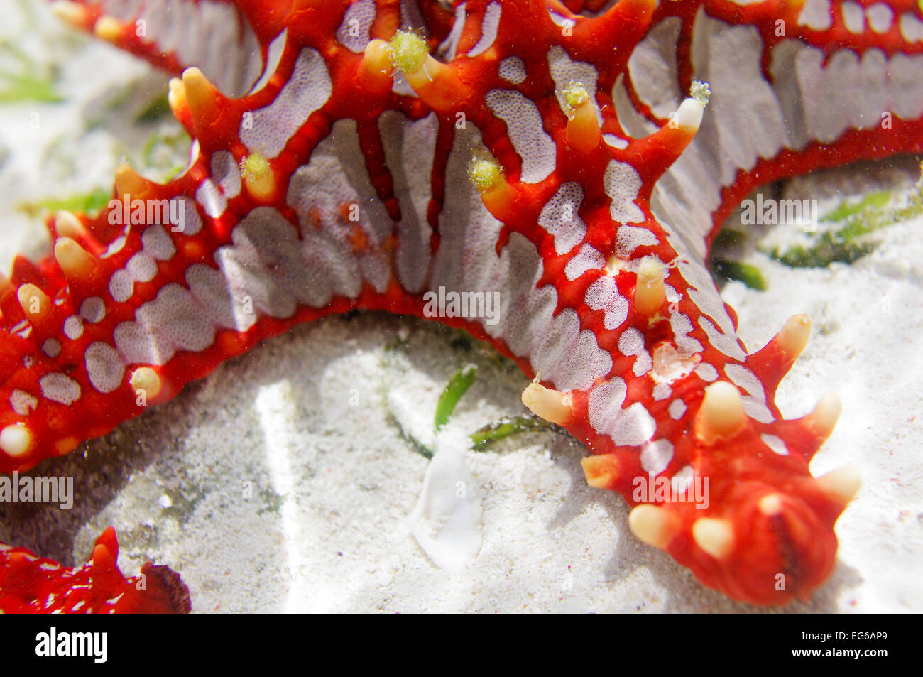 Rosso-pomello starfish spotted a Zanzibar Foto Stock