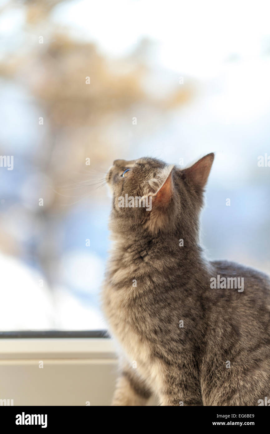 Gatto sulla finestra cercando Foto Stock