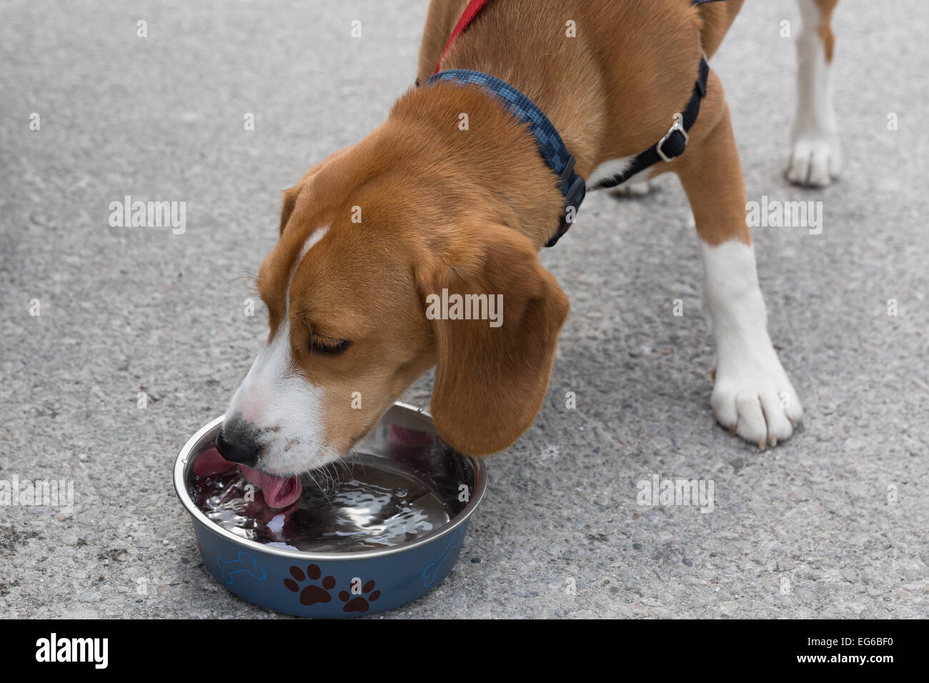 Un biscotto di 8 mesi di età e di colore marrone e bianco cucciolo beagle acqua potabile da una ciotola. Foto Stock