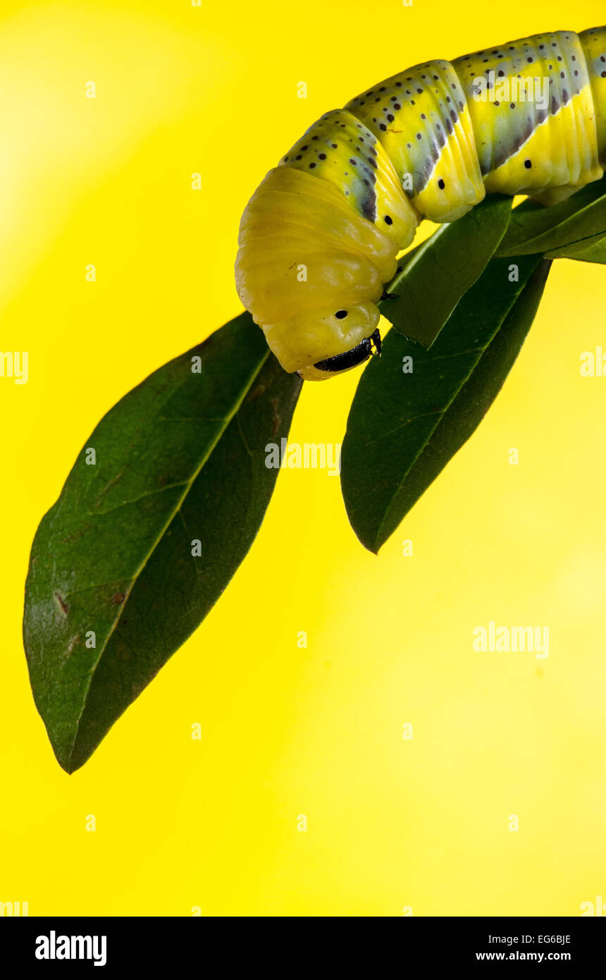 La morte del capo-hawkmoth mangiare leaf Foto Stock