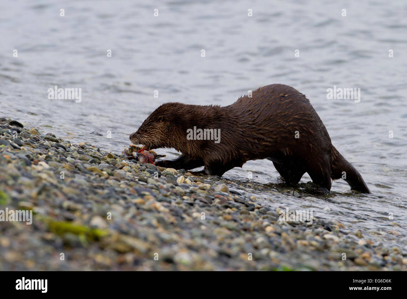 Lontra di fiume nordamericana (Lutra canadensis) divorando un pesce lungo il litorale a Whiffen allo spiedo, Sooke, BC, Canada in gennaio Foto Stock