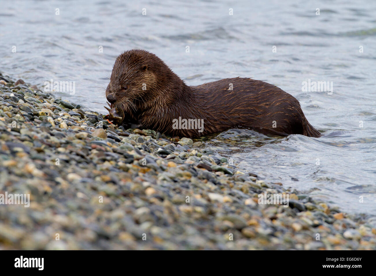 Lontra di fiume nordamericana (Lutra canadensis) divorando un pesce lungo il litorale a Whiffen allo spiedo, Sooke, BC, Canada in gennaio Foto Stock