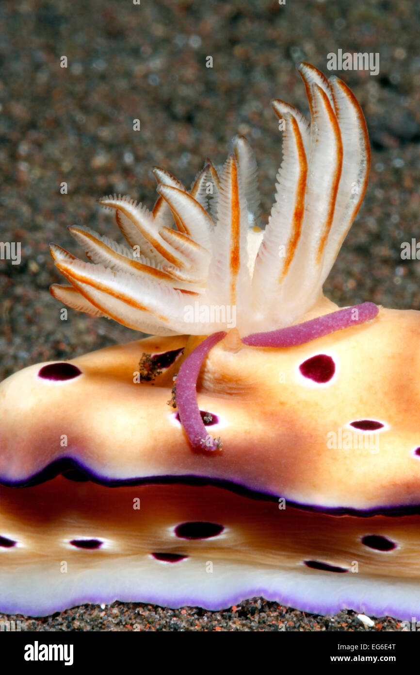 Uovo sac di una femmina di endoparasitic copepod, Lomanoticola brevipes, prevista nelle branchie di un nudibranch, Hypselodoris tryoni. Foto Stock