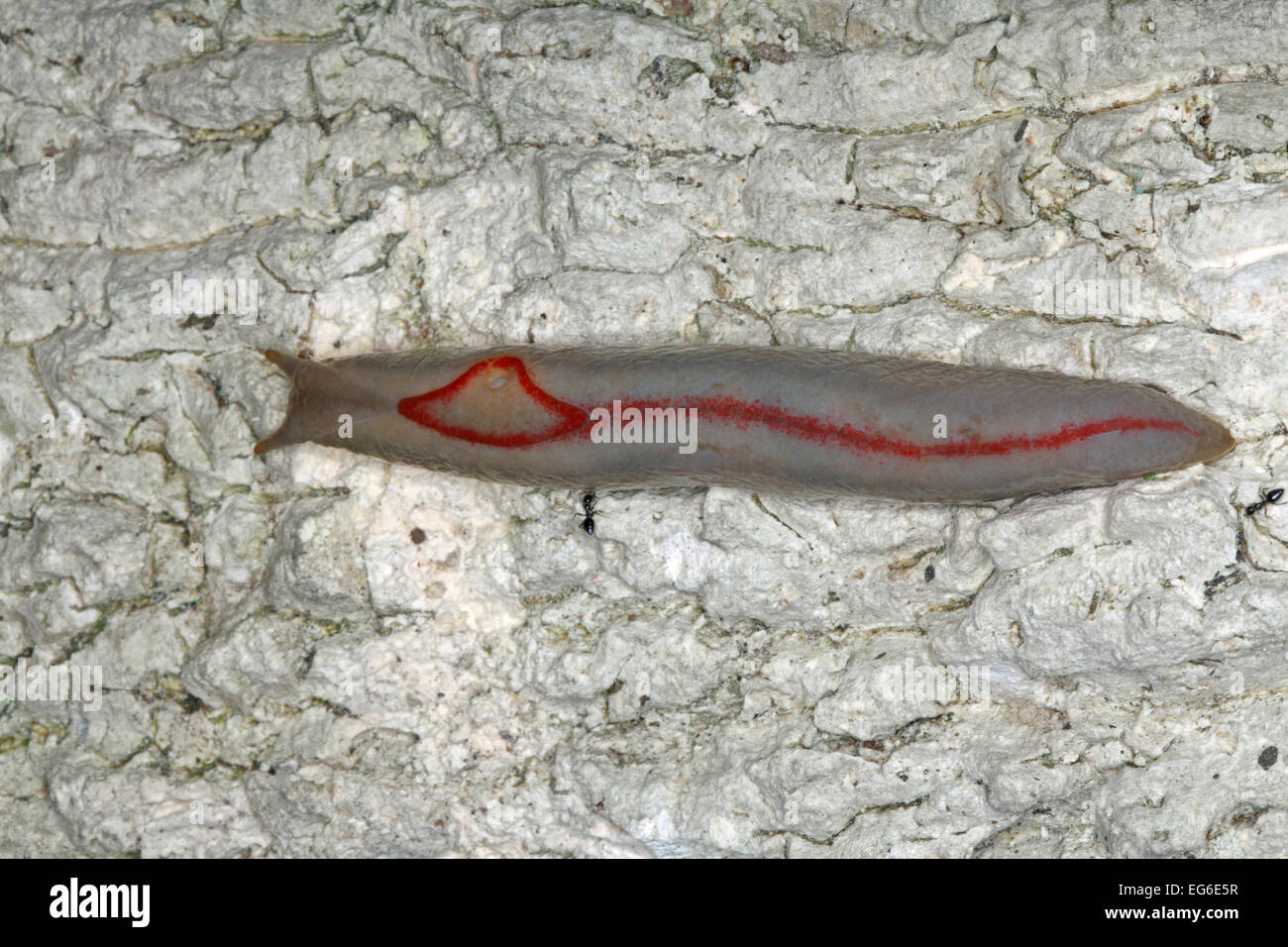 Un triangolo rosso Slug, Triboniophorus graeffei. È il più grande paese natio slug in Australia. Foto Stock