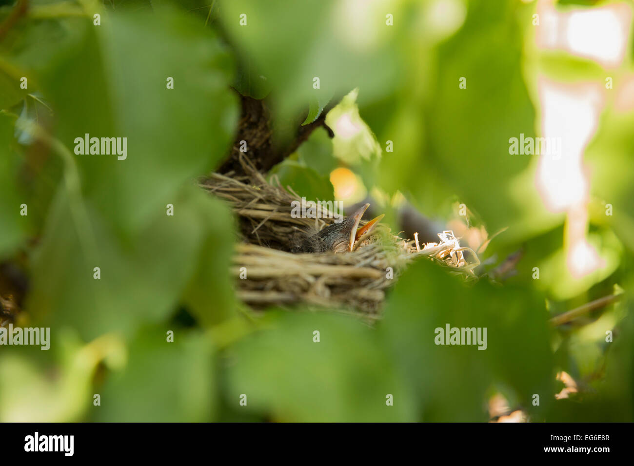 Giovani uccellini nel nido su un albero di albicocca, Sud Australia Foto Stock