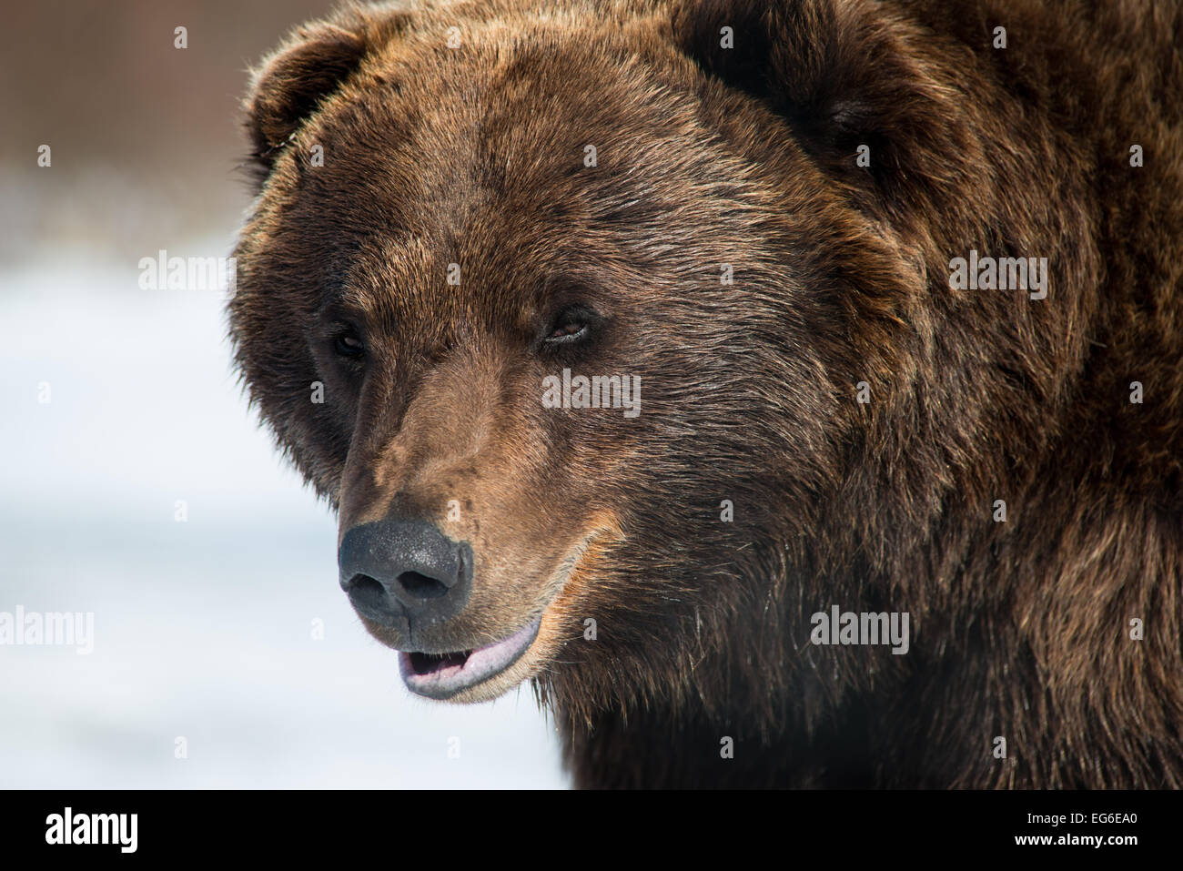 Bruno orso grizzly faccia guardando nella telecamera leggermente la bocca aperta di giorno vicino Foto Stock