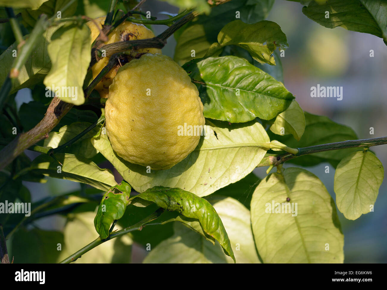 Citron Fuit su bush - Citrus medica Oniginally dalla Cina Foto Stock