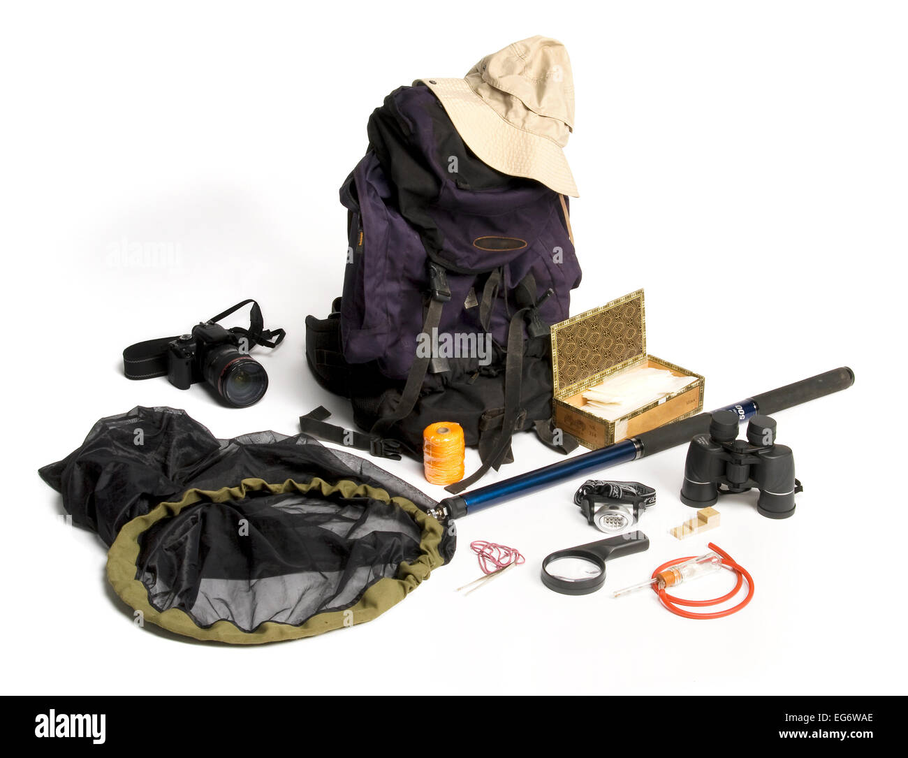 Entomologia marcia sul campo Foto Stock