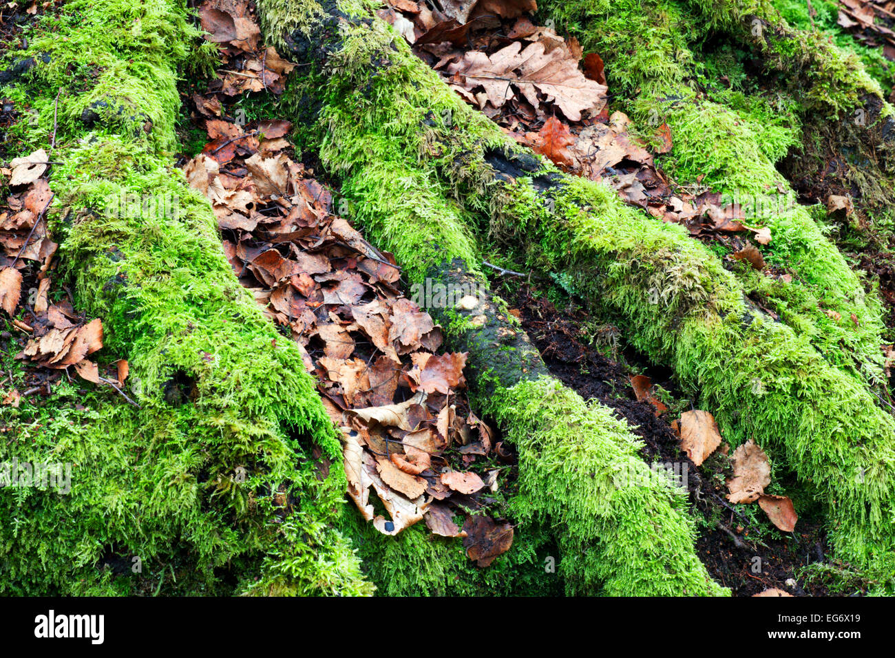Coperte di muschio albero radici e foglie cadute legno Goitstock Cullingworth West Yorkshire Inghilterra Foto Stock