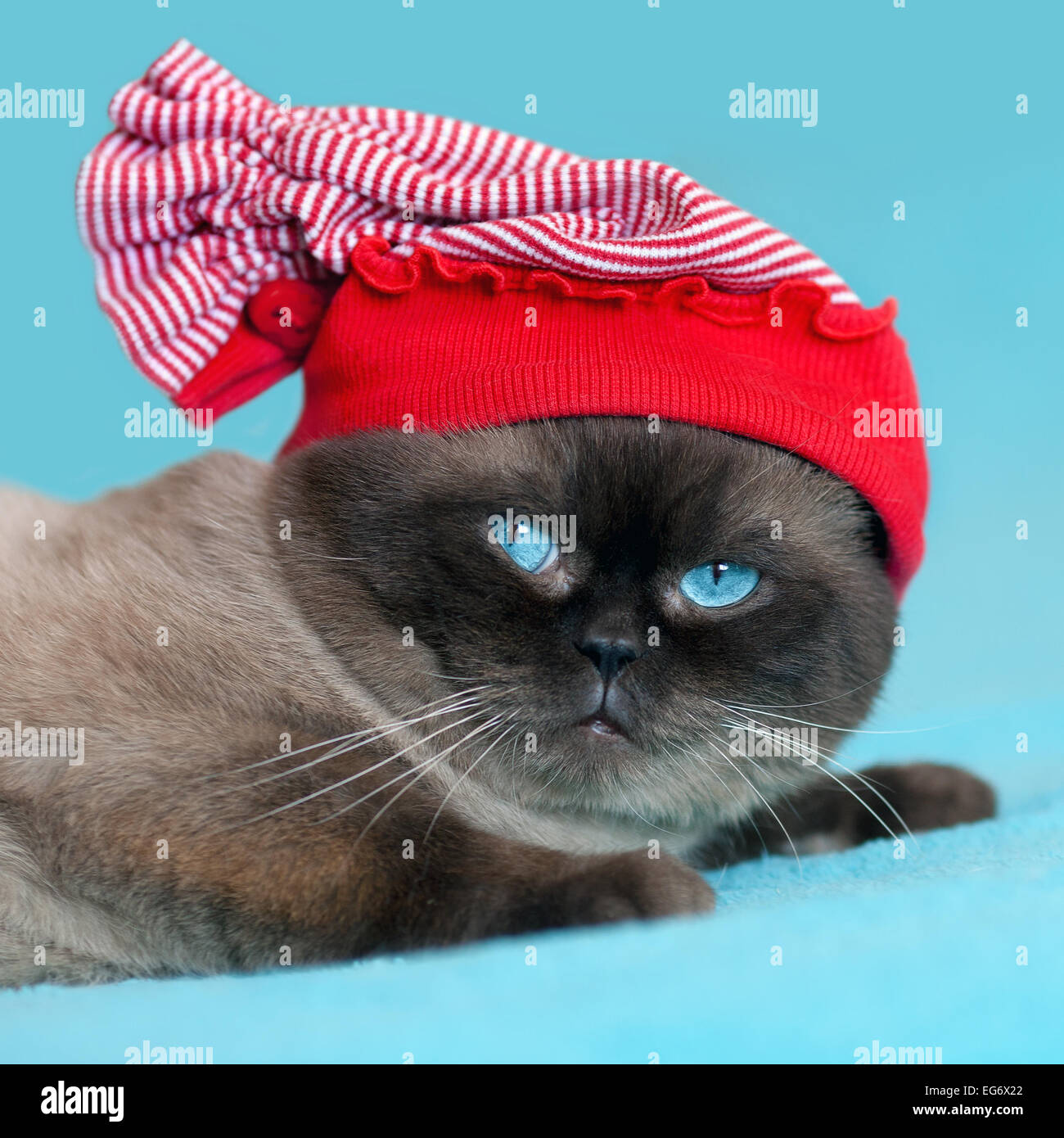 Simpatico gatto thai indossando maglia su sfondo blu Foto Stock