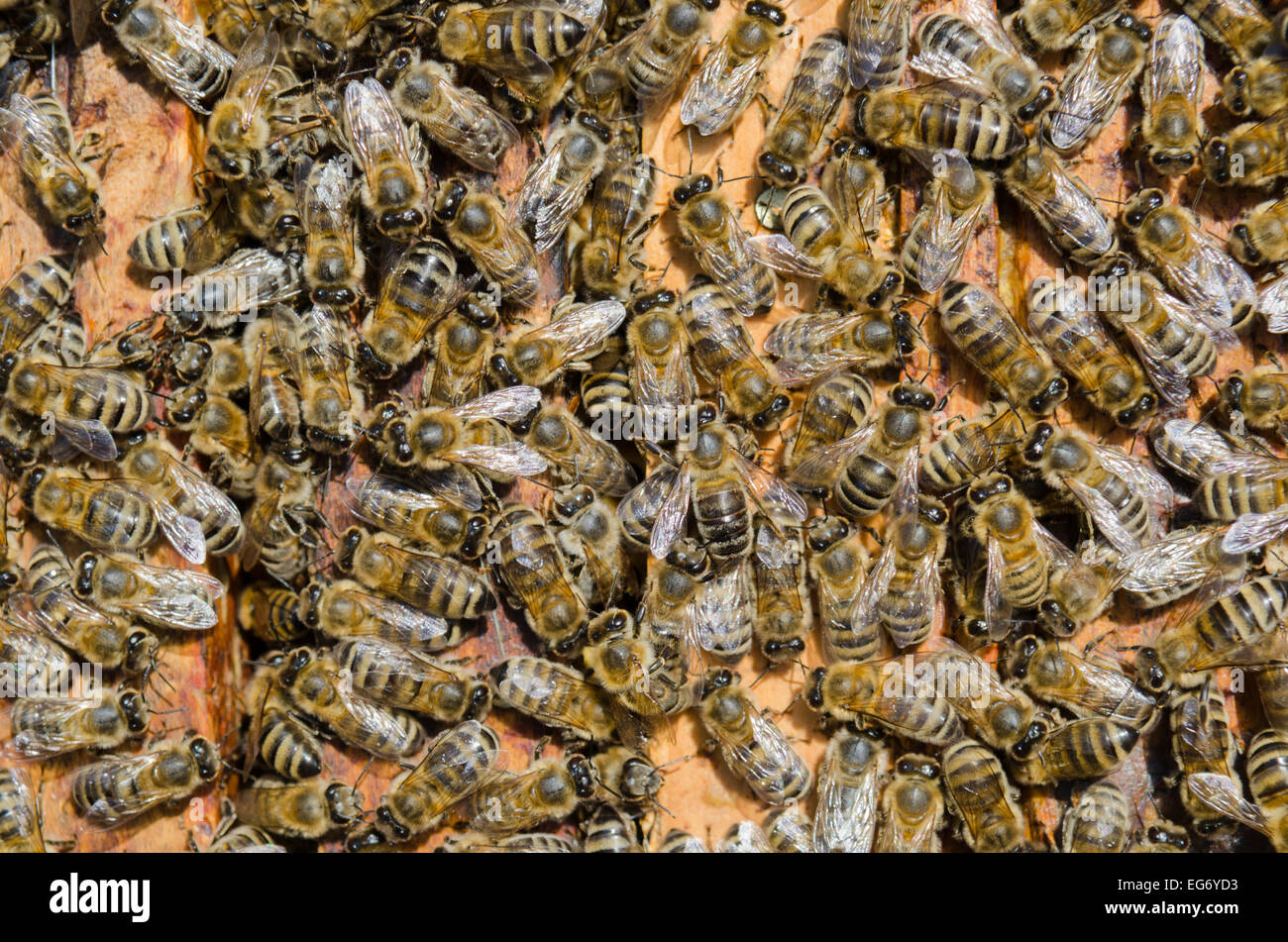 Uno sciame di api visto da sopra Foto Stock