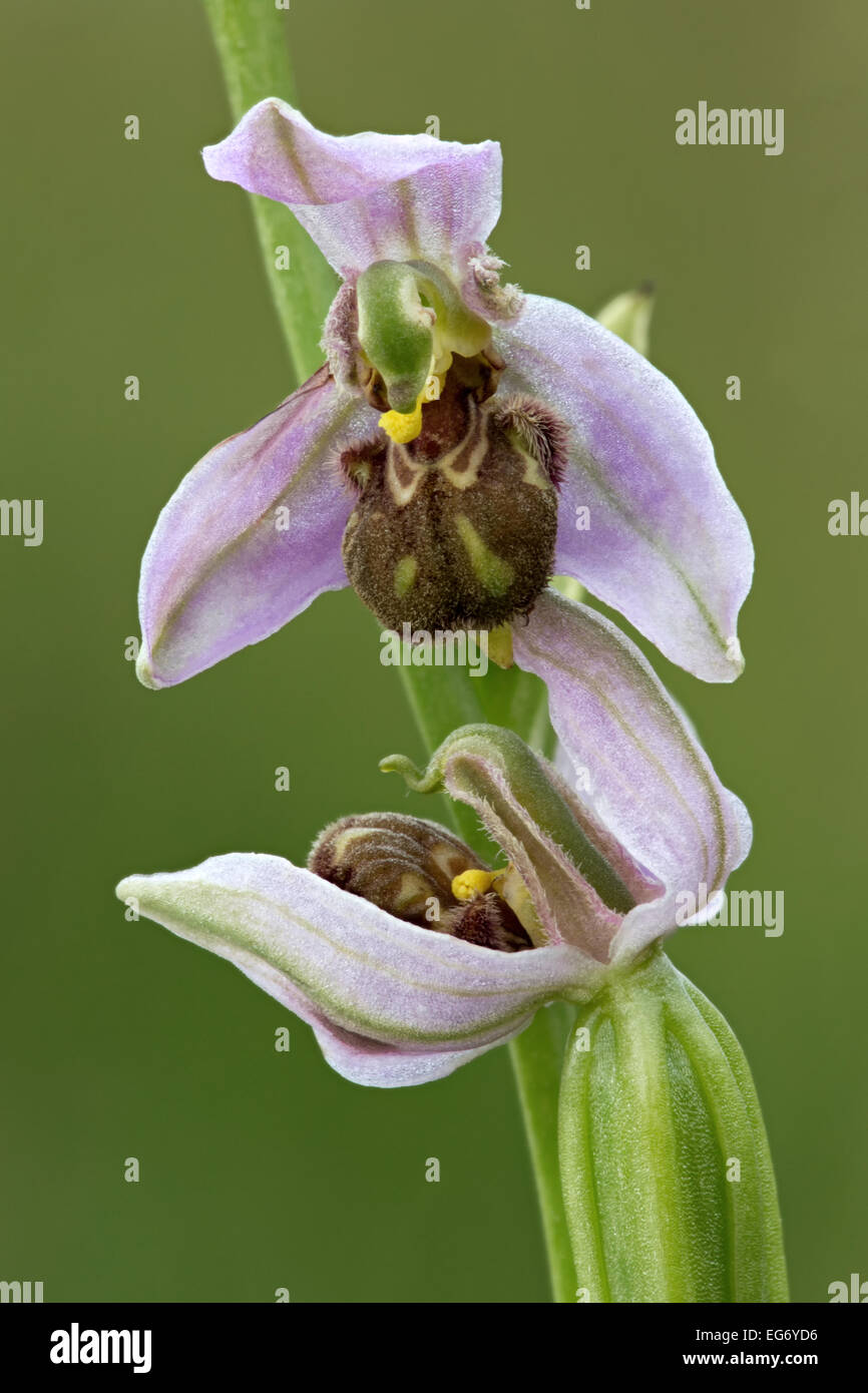 Bee Orchid Foto Stock