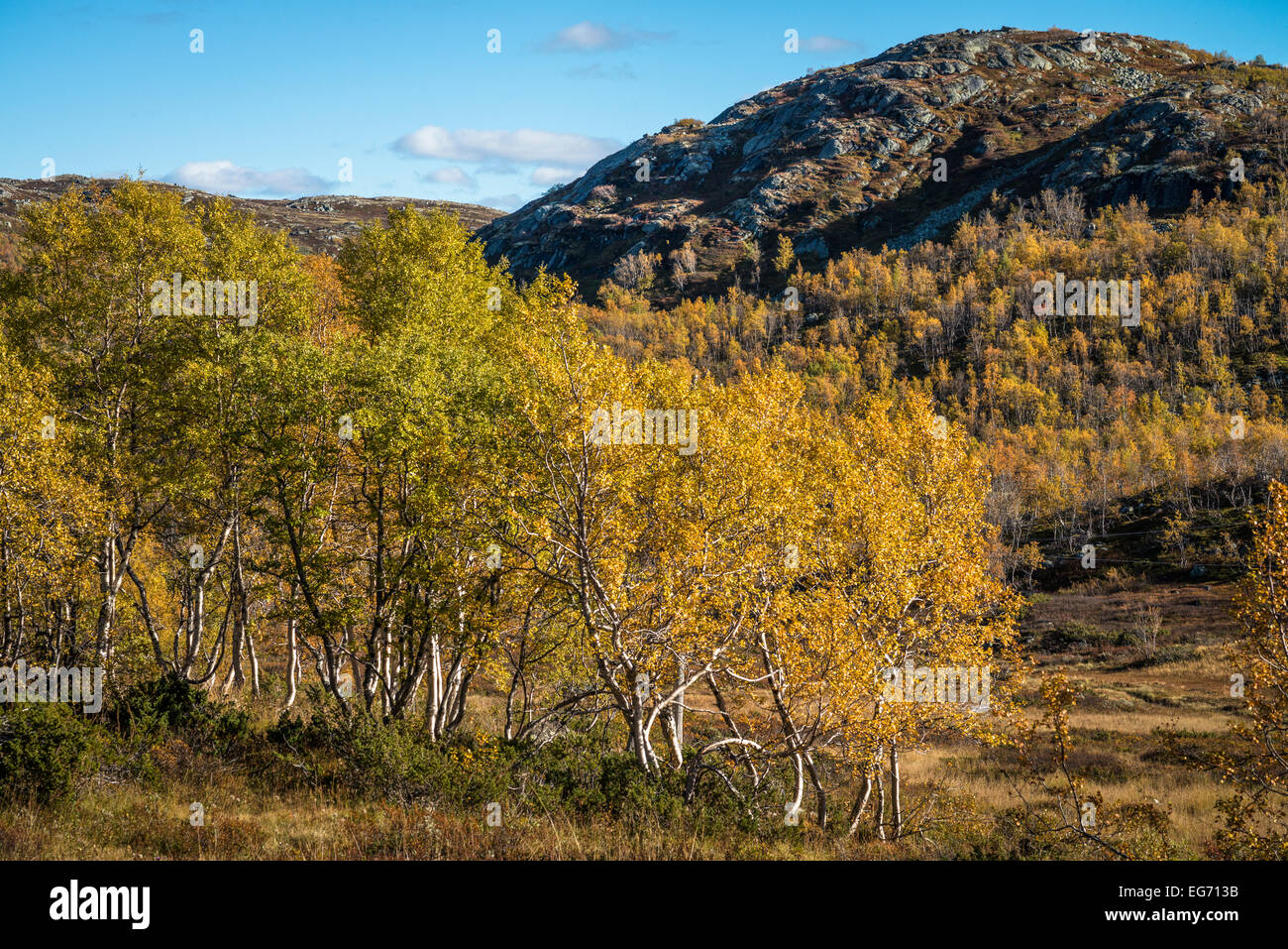 Hardangervidda, Norvegia - Autunno sul Rallarvegen via a Vikastølen, vicino Haugastøl Foto Stock