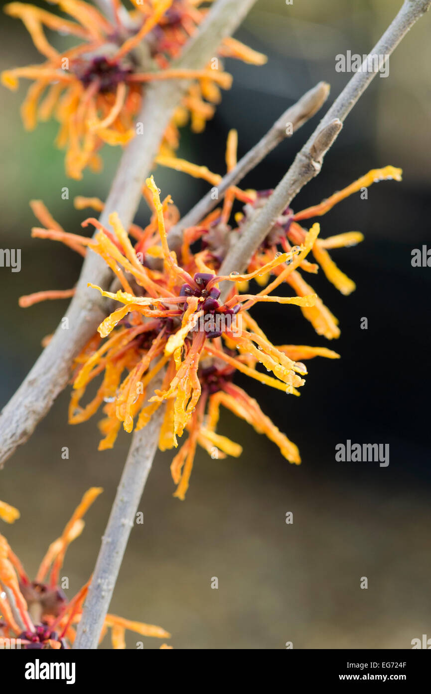 Hamamelis x Intermedia Afrodite. Amamelide "Aphrodite" fioritura in inverno. Regno Unito Foto Stock