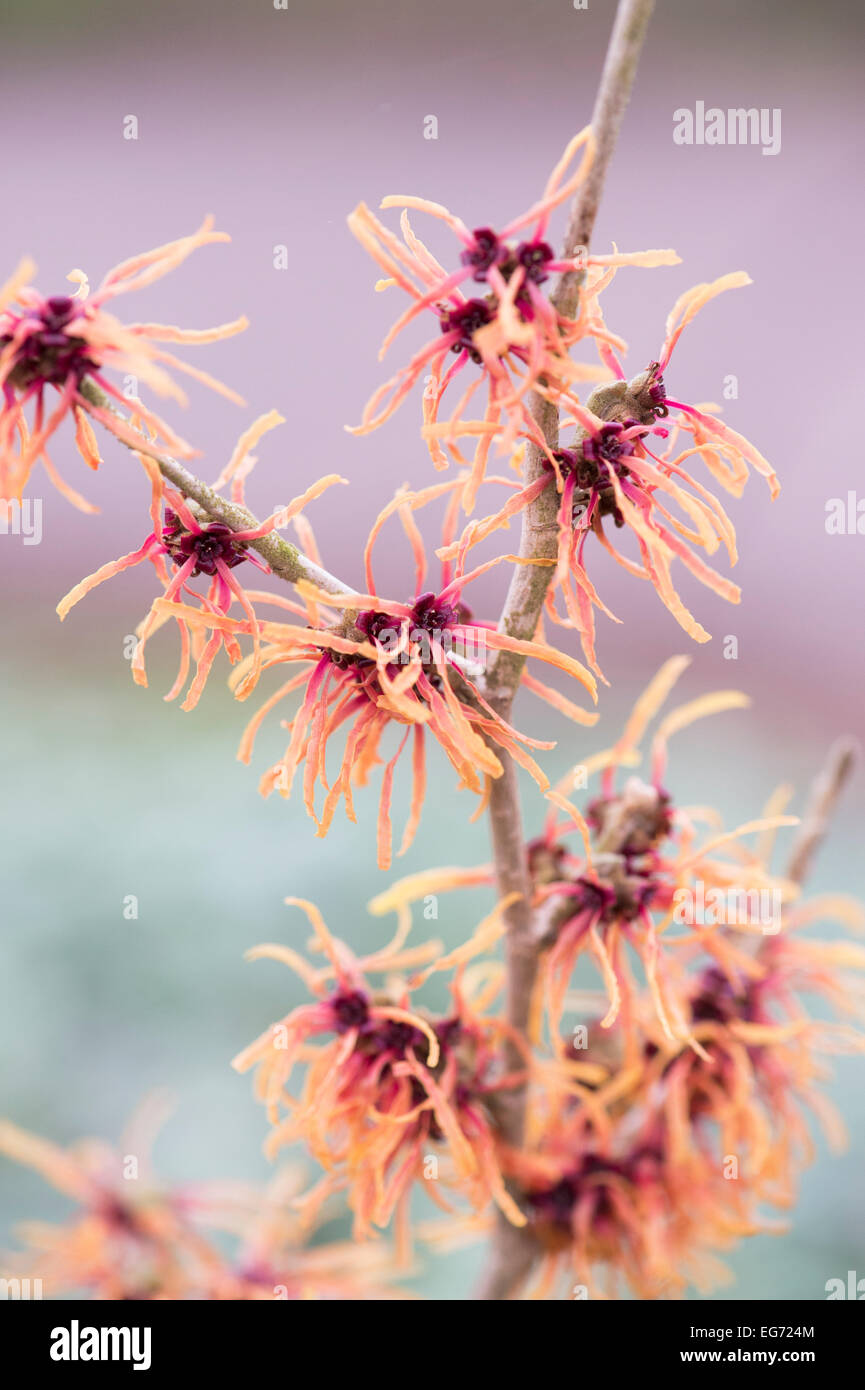 Hamamelis x Intermedia Robert. Amamelide "Robert' fioritura in inverno. Regno Unito Foto Stock
