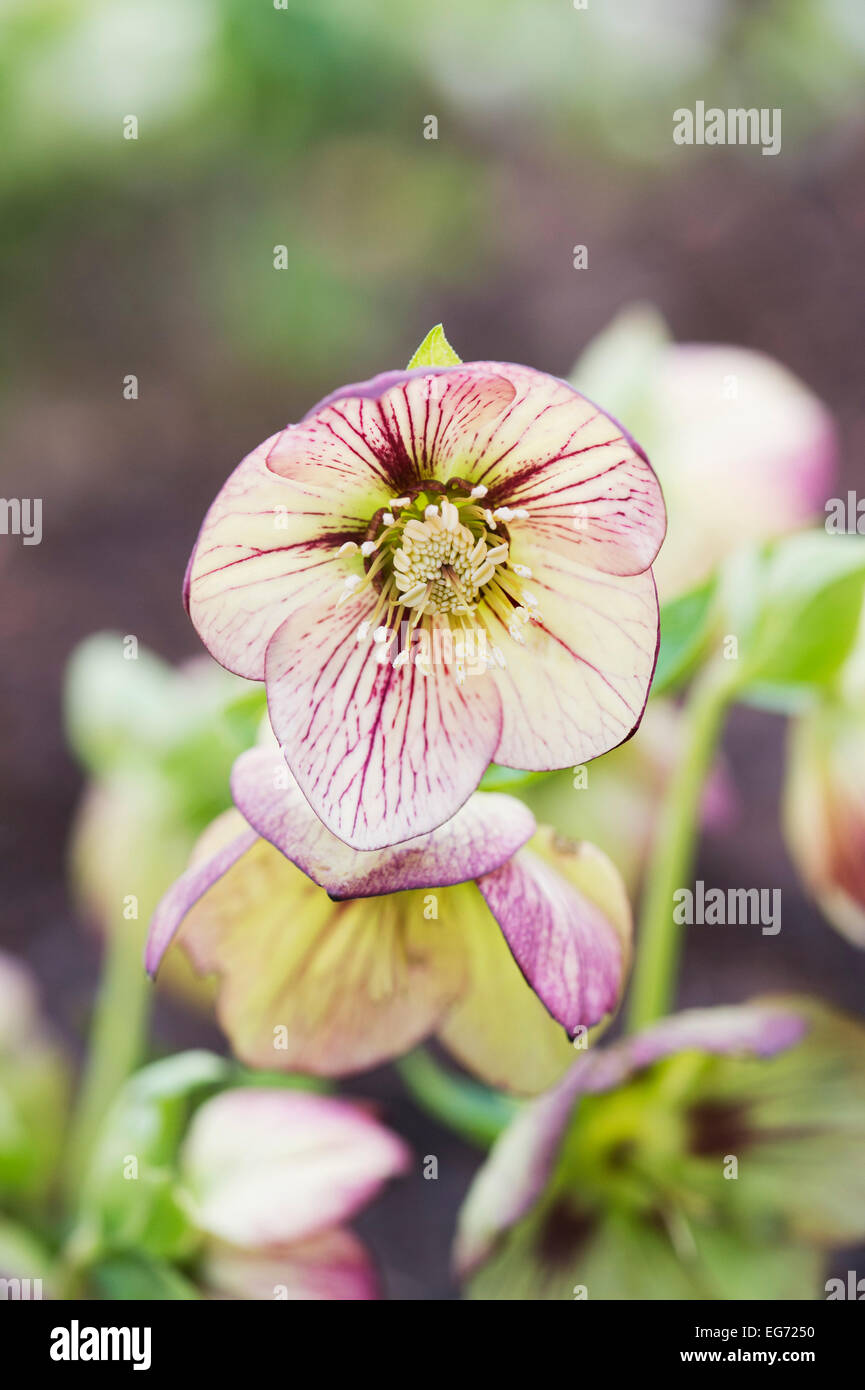 Helleborus orientalis. L'elleboro. Quaresimale fiore rosa Foto Stock